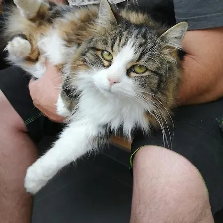 Appartement Schmid *