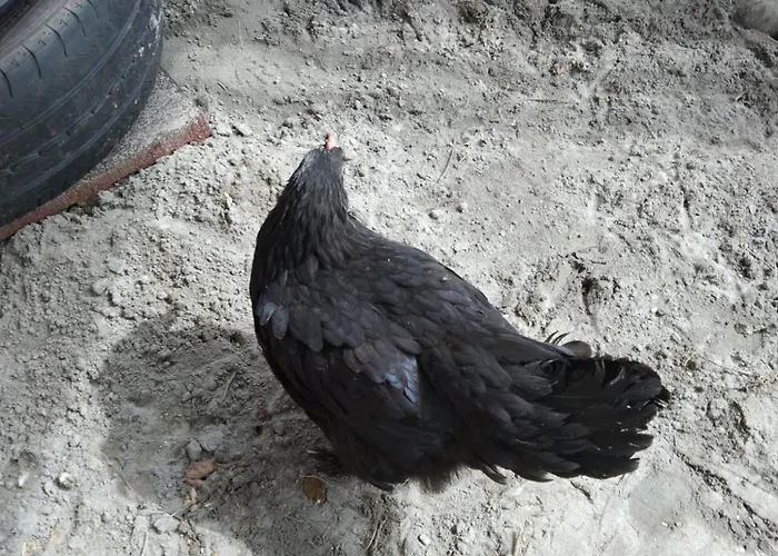 Schmid شقة سيرفاوس