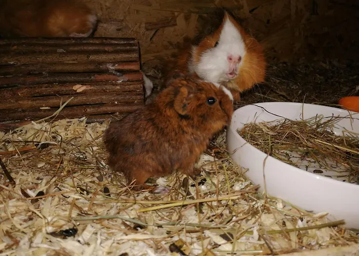 Schmid Lejlighed Serfaus