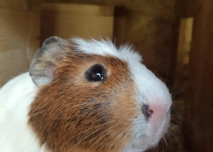 Lejlighed Schmid Serfaus