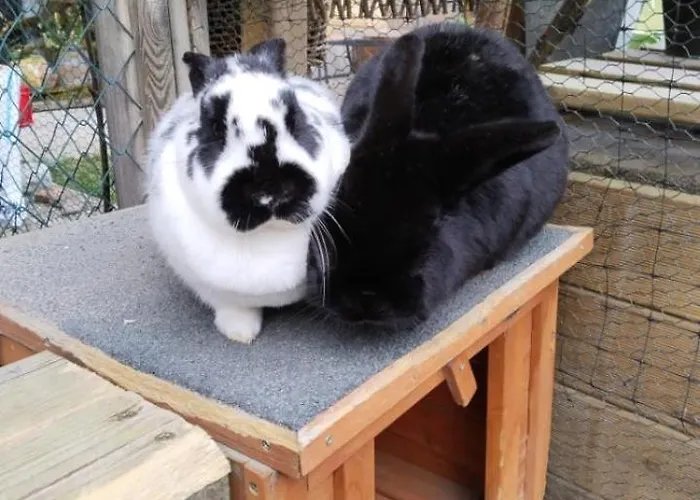 Schmid 세르파우스