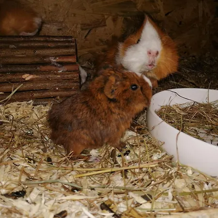 Schmid Apartment Serfaus